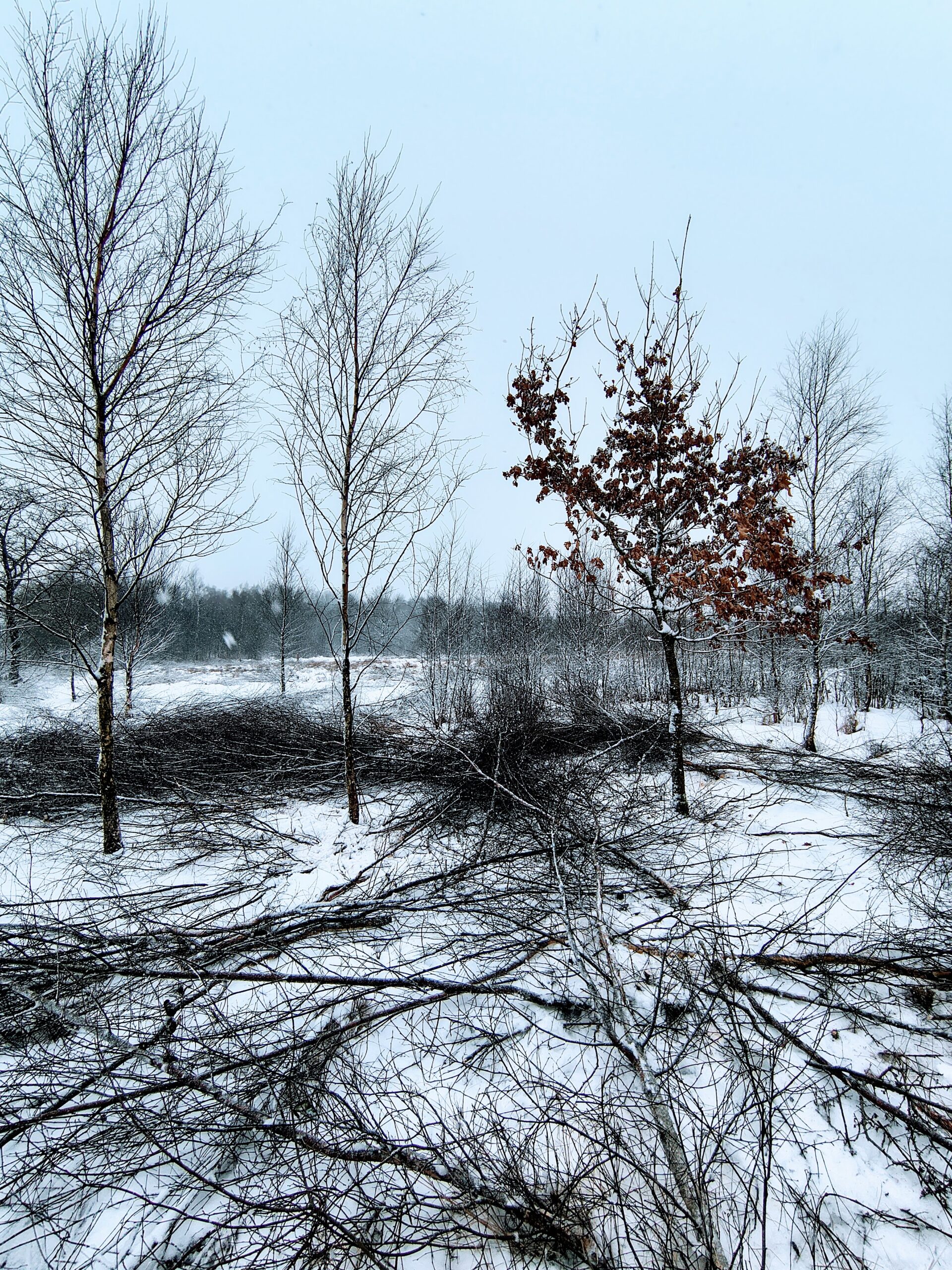 Lysåbne arealer